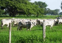 Seguridad jurídica y física son necesarias para atraer inversiones al campo venezolano