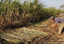 Producción de caña proyecta crecimiento para la zafra 2025-2026 en Venezuela