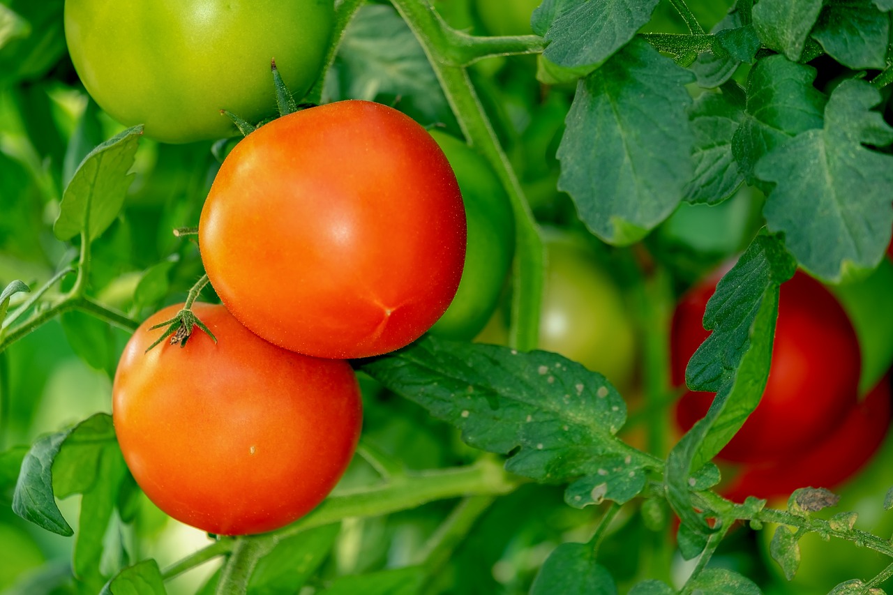 tomates, federadio
