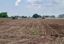 Fenómeno de El Niño podría afectar la siembra de maíz maíz-federadio