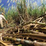 Cañicultores de Aragua y Carabobo reportan alza de 20 % en producción de azúcar en 2025