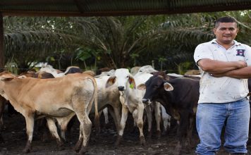 Feproagro reportó una disminución del 50% en la producción de la carne en Bolívar durante el 2025 Armando Chacín, presidente de la Federación Nacional de Ganaderos de Venezuela (Fedenaga), puntualizó que cuentan con los equipos y personal para lograr que Venezuela regrese a la producción y no sólo cubrir las necesidades internas sino también poder cubrir el mercado en otros países.