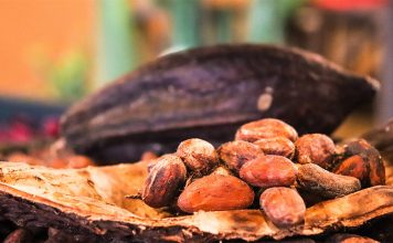 Productores de cacao de Bolívar se organizan para defender cultivos locales