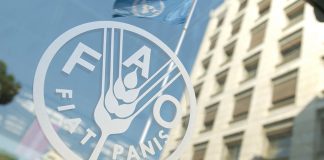 FAO-ONU