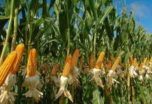 Vnzla alejada de cubrir el autoabastecimiento: En Guárico se han sembrado 145.000 hectáreas de maíz