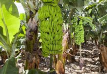Malas consechas a finales del 2025 incrementaron precio del plátano hasta 80% en 2026