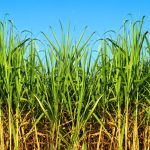 Central Azucarero Santa Clara reinicia operaciones: Puede refinar 200.000 toneladas de azúcar al año