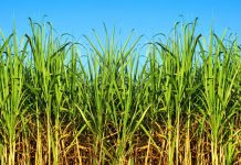 Fesoca espera cosechar poco más de 5 millones de toneladas de caña azúcar