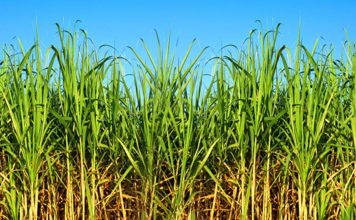 Portuguesa se consolida como el epicentro productor de la caña de azúcar en Venezuela