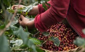 Trujillo logró el tercer lugar del IV Encuentro Internacional de Café Especialidad Venezolano