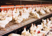 Sector avícola sigue encaminado a recuperar los 43 kilos de consumo per cápita pese a fallas eléctricas y falta de créditos