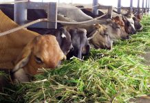 FUNVESSA: Se proyecta un rebaño de 40 millones de cabezas de ganado