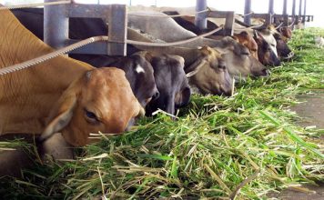 Productores agrícolas de Bolívar solicitan alargar plazos de créditos