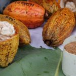 Asoprocave entrega plan al ministerio de Agricultura para proteger al productor de cacao ultimasnoticias.com.ve