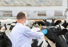 Productores agropecuarios de Bolívar denuncian escasez de veterinarios oficiales