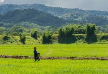 Cosecha de arroz en Portuguesa alcanza las 25.000 hectáreas