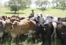 Ganaderos de Portuguesa fomentan la cría doble propósito en respuesta a las necesidades del mercado Actividad Ganadera