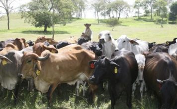 Ganaderos de Portuguesa fomentan la cría doble propósito en respuesta a las necesidades del mercado Actividad Ganadera