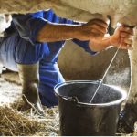 Producción láctea en Portuguesa se ubica en 300 mil litros diarios Produccción de leche