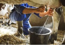 Producción láctea en Portuguesa se ubica en 300 mil litros diarios Produccción de leche