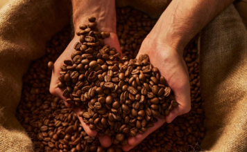 Mérida supera las 4.000 toneladas de café exportadas en lo que va de año Café moneda local