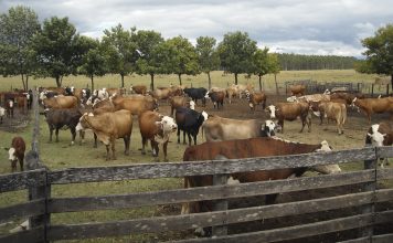 Ganaderos de occidente realizarán segunda edición de Expoagro sur del Lago