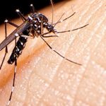 Academia Nacional de Medicina pide a la población estar atenta ante la alarma por Dengue