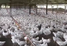 FENAVI proyecta iniciar exportaciones avícolas hacia las islas ABC en cinco meses