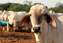 Venezuela incorpora 4.500 reses desde Colombia