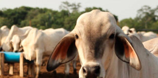 Venezuela incorpora 4.500 reses desde Colombia