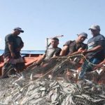Si no se paraliza el consumo de cazón y raya, será «insostenible en el tiempo» Asopesca