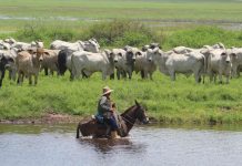 Ganaderos del Zulia organizan IV Congreso Latinoaméricano de Ganadería Tropical