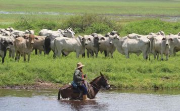 Ganaderos del Zulia organizan IV Congreso Latinoaméricano de Ganadería Tropical