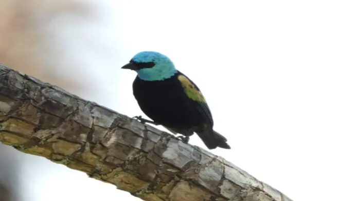avistamiento de aves