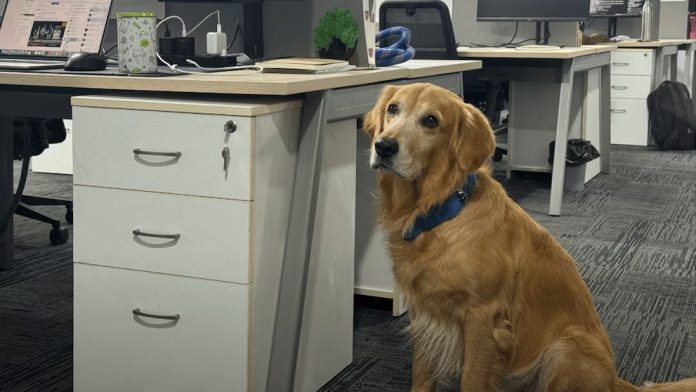 Mascotas en las oficinas