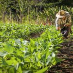 La planificación estratégica: es la clave para el éxito del agro venezolano