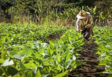 La planificación estratégica: es la clave para el éxito del agro venezolano
