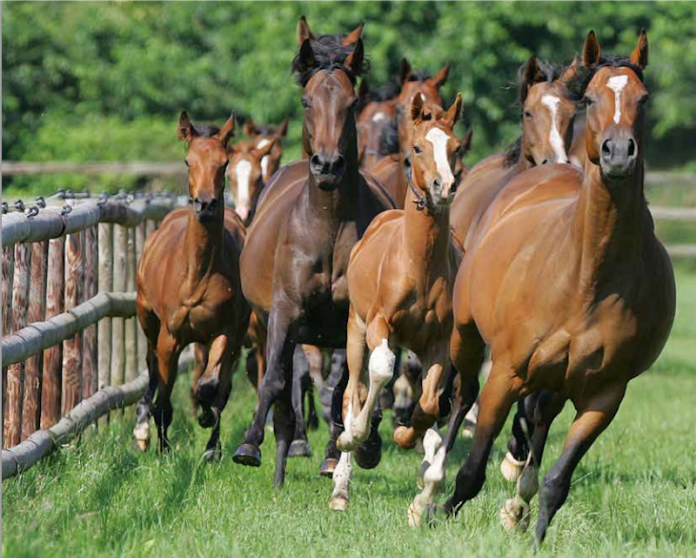 https://aneia.uniandes.edu.co/la-cria-de-caballos-alemanes-para-la-equitacion/