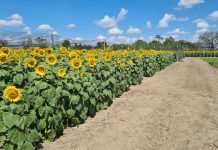 Cámara de Turismo de Portuguesa impulsa emprendimiento regional