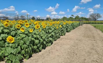 Cámara de Turismo de Portuguesa impulsa emprendimiento regional
