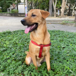 Conoce cómo afectan los fuegos artificiales a las mascotas y qué hacer ante una crisis de alergia