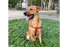 Conoce cómo afectan los fuegos artificiales a las mascotas y qué hacer ante una crisis de alergia