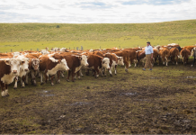 Ganaderos solicitan aumentar penas para casos de abigeato
