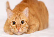 Cuidados para gatos: La importancia de la alimentación y vacunación según un experto Cuidados para gatos