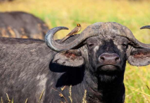 Producción bufalina representa el 20% de producción nacional