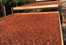 «Cacao el Porvenir» del sur del Lago de Maracaibo gana premio como mejor chocolate con leche
