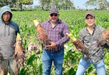 Ocumo Vital: innovación para el mercado en Venezolano Ocumo