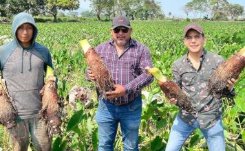 Ocumo Vital: Innovación y emprendimiento venezolano Ocumo