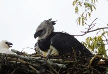 Fundación Esfera: protegiendo al detective de los ecosistemas venezolanos