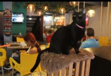 Kfe en Taza: Una cafetería que ha rescatado 300 gatitos de la calle
